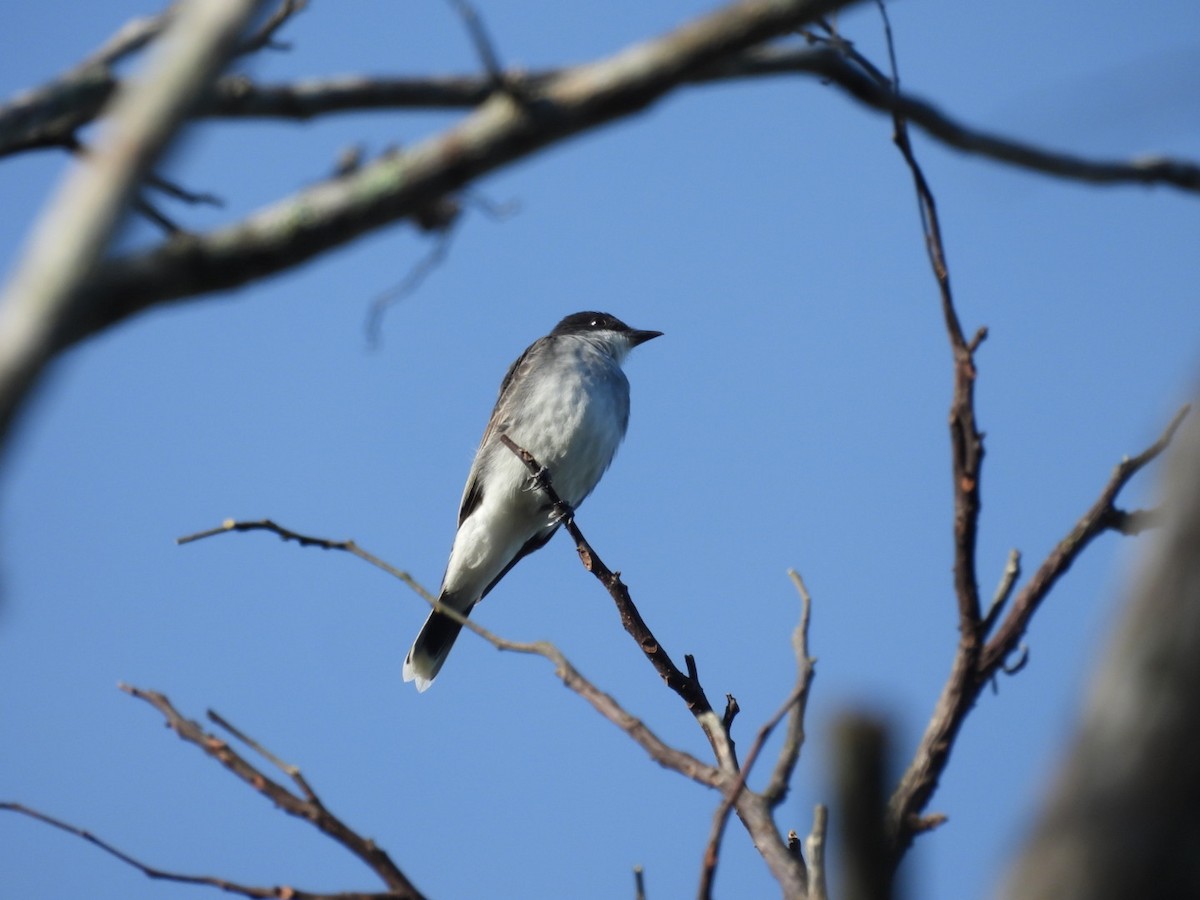 Eastern Kingbird - Néstor Villalobos Rojas