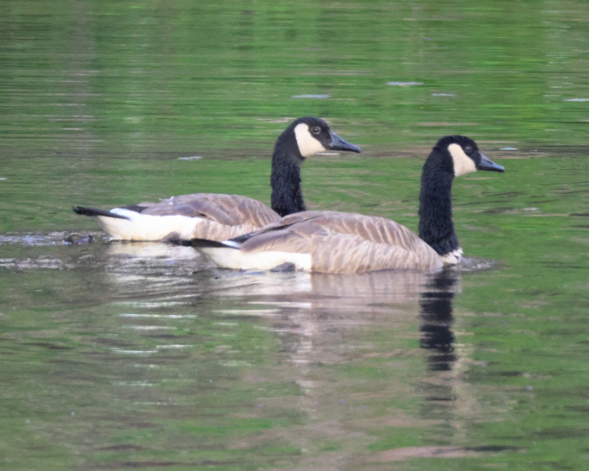 Canada Goose - ML620896944