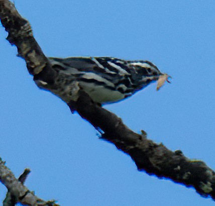 Black-and-white Warbler - ML620896945