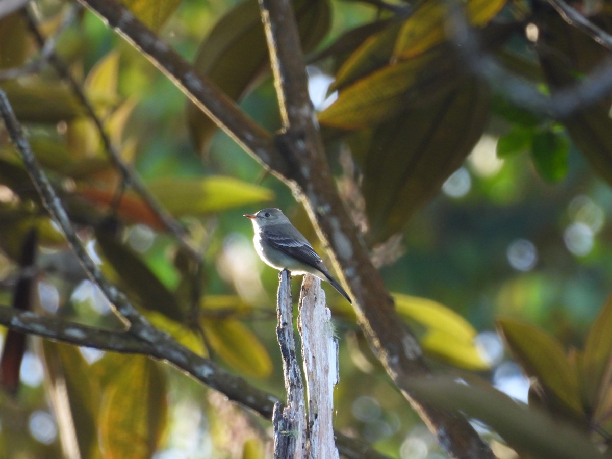 Alder/Willow Flycatcher (Traill's Flycatcher) - ML620896946