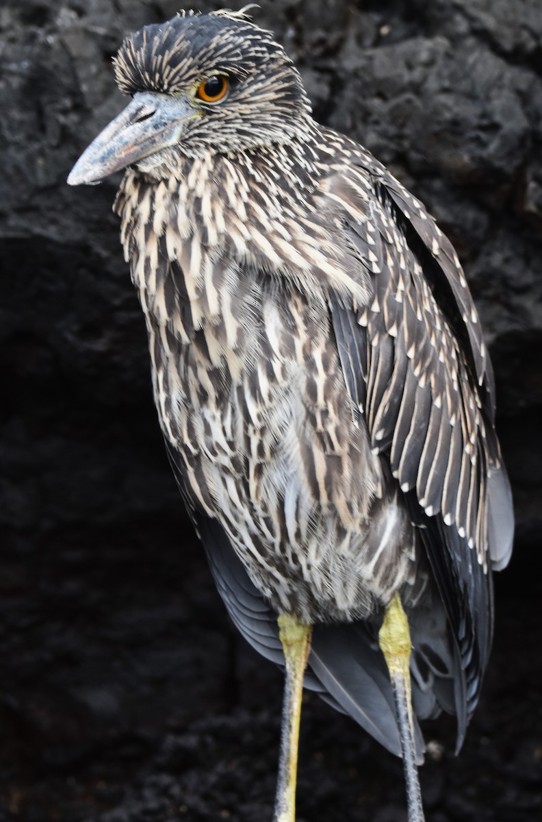 Yellow-crowned Night Heron (Galapagos) - ML620896950