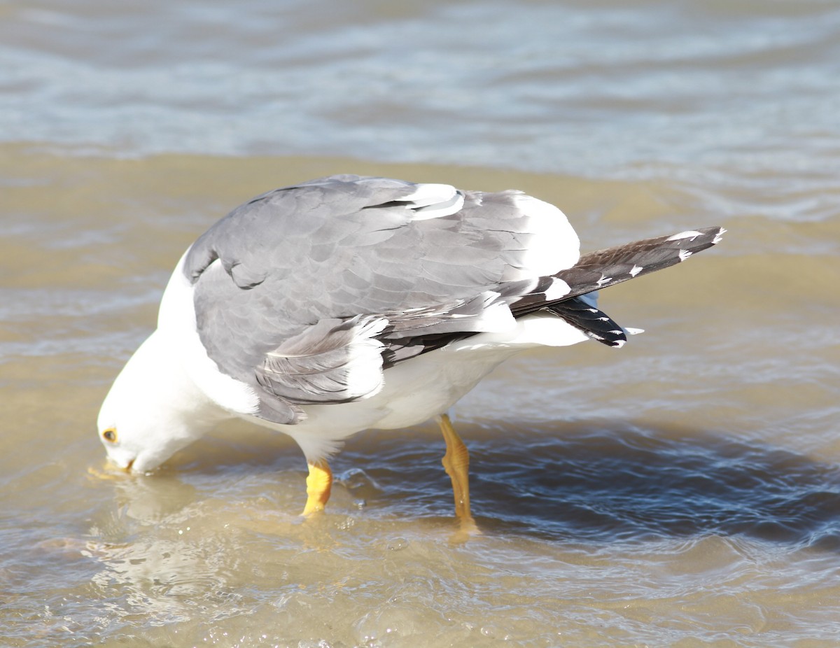 Yellow-footed Gull - ML620896957
