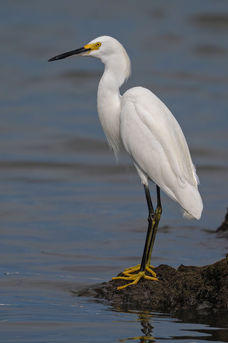 Snowy Egret - Karen Szafrajda