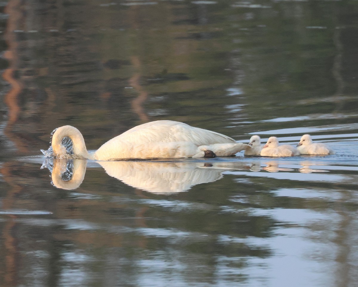 Trumpeter Swan - ML620896960