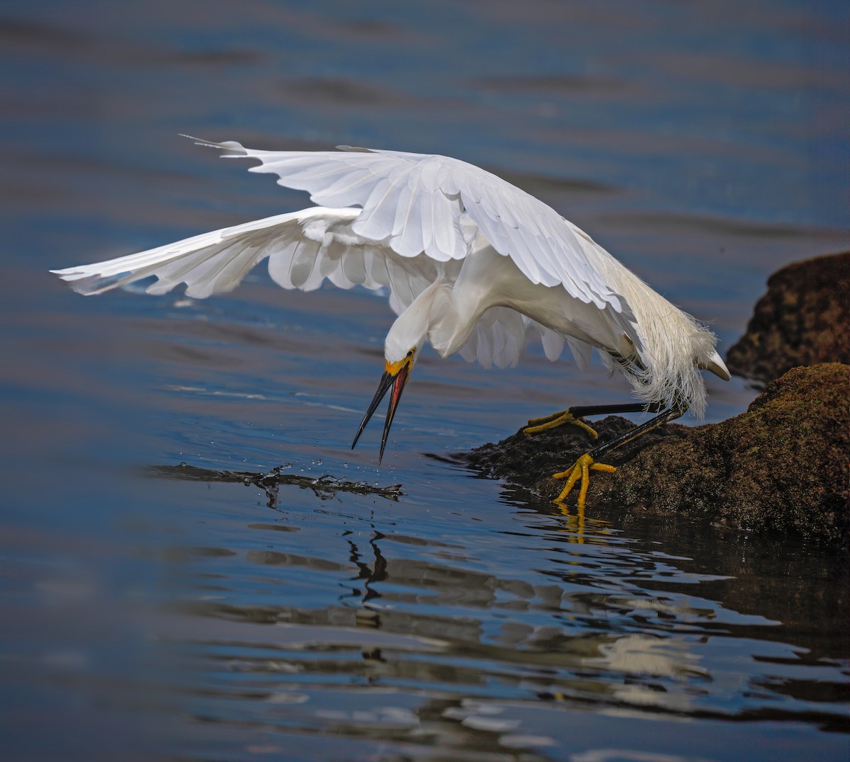 Snowy Egret - ML620896961