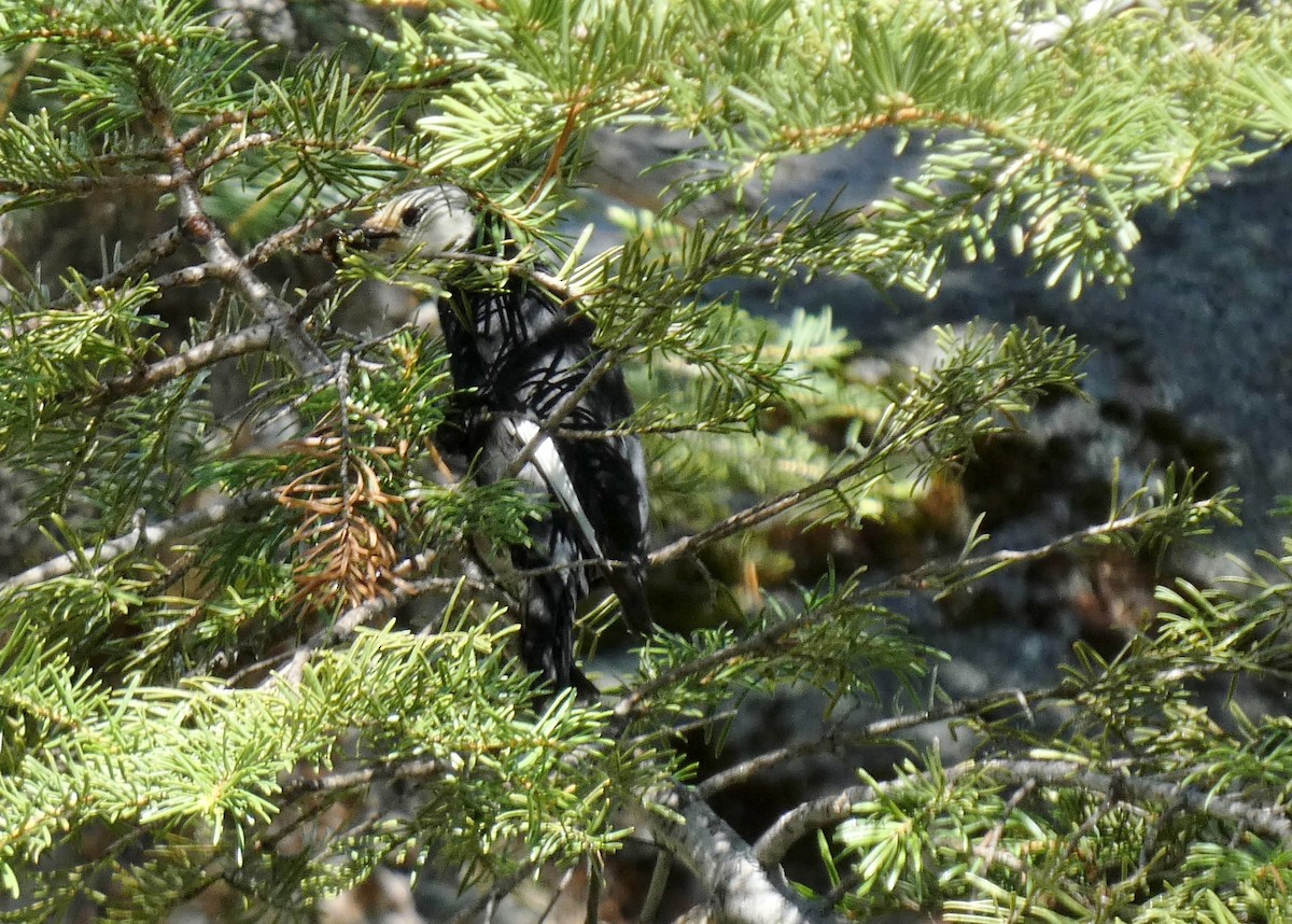 White-headed Woodpecker - David Assmann