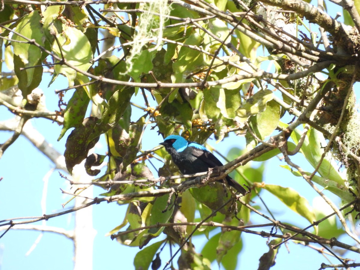 Dacnis à cuisses rouges - ML620896968