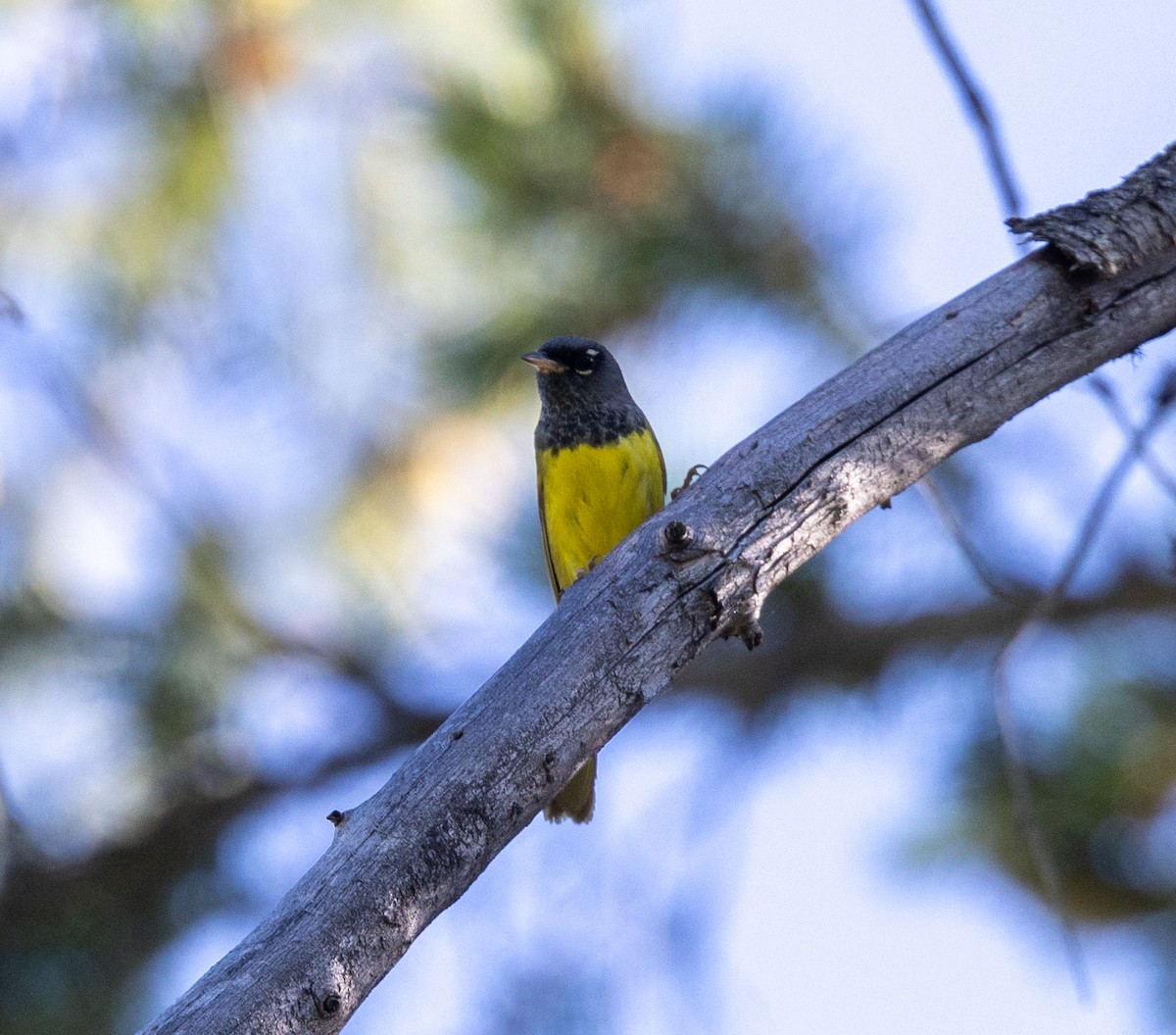 MacGillivray's Warbler - ML620896974