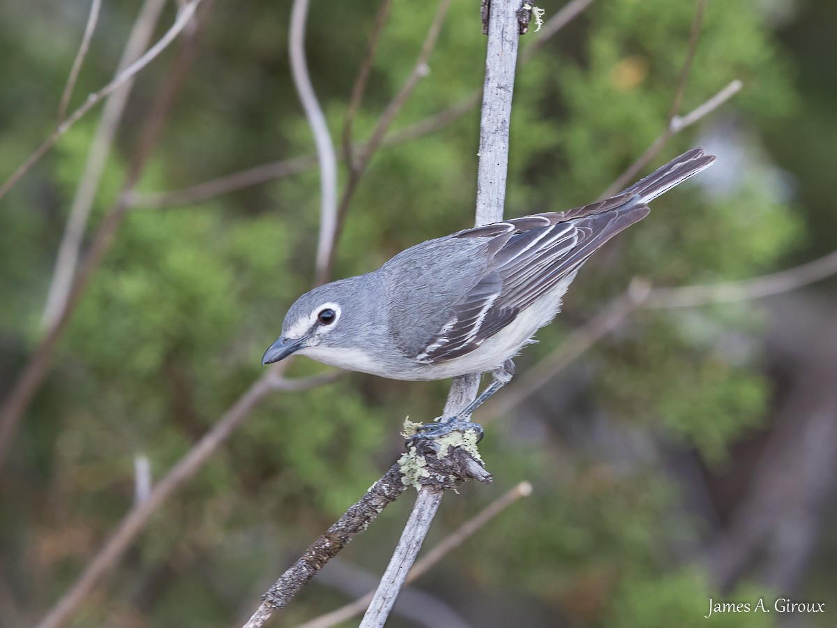 Plumbeous Vireo - ML620896975