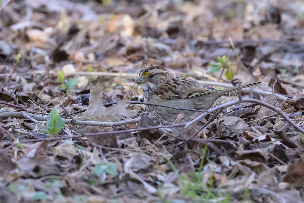 White-throated Sparrow - ML620896978