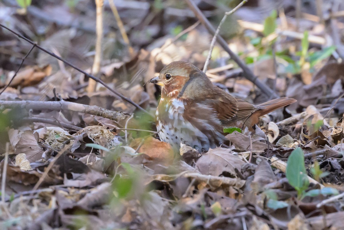 Fox Sparrow (Red) - ML620896980