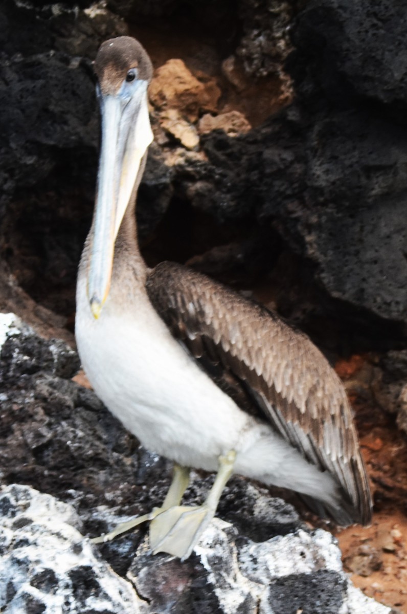 Brown Pelican - ML620896982