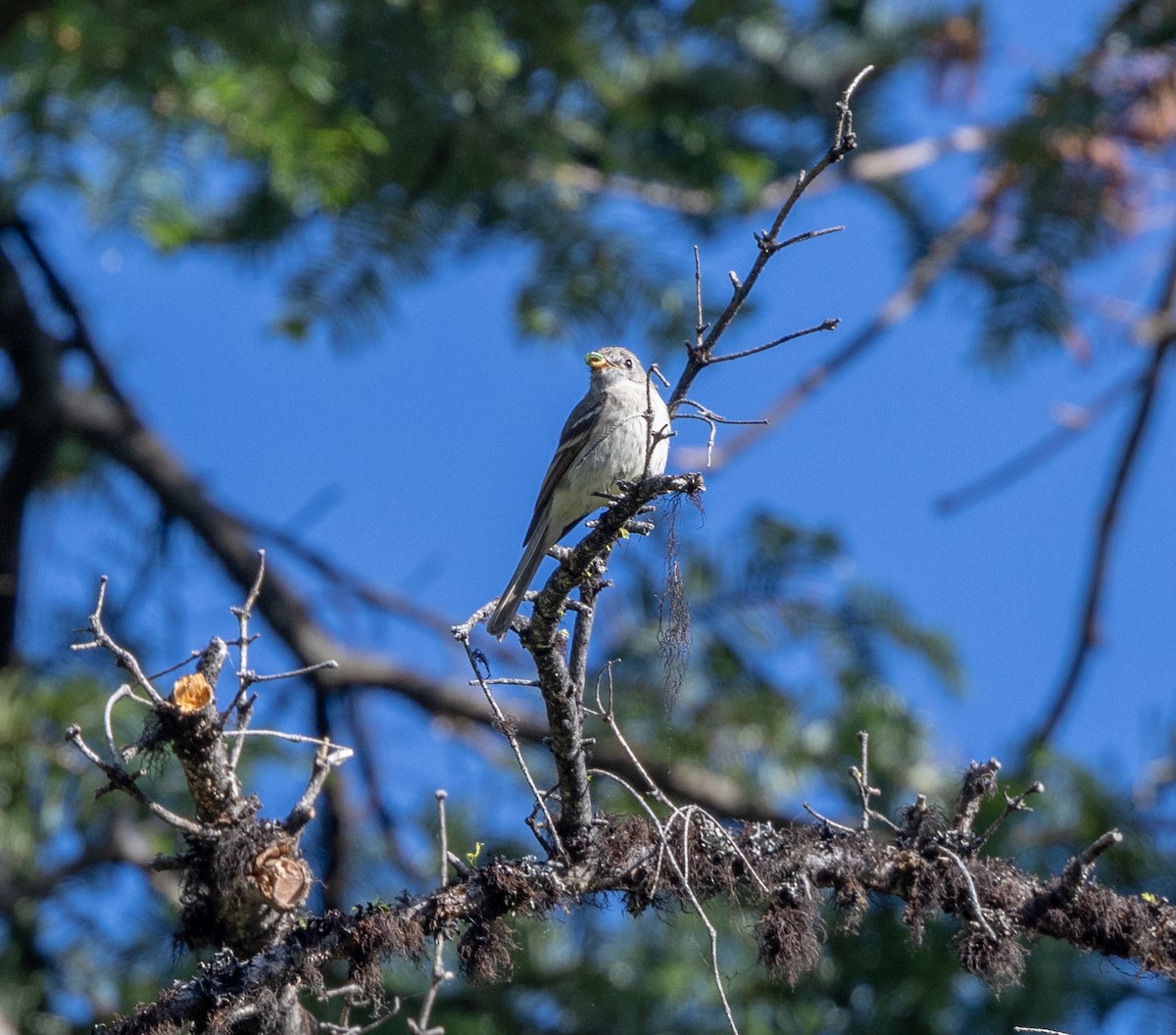 Dusky Flycatcher - ML620896983