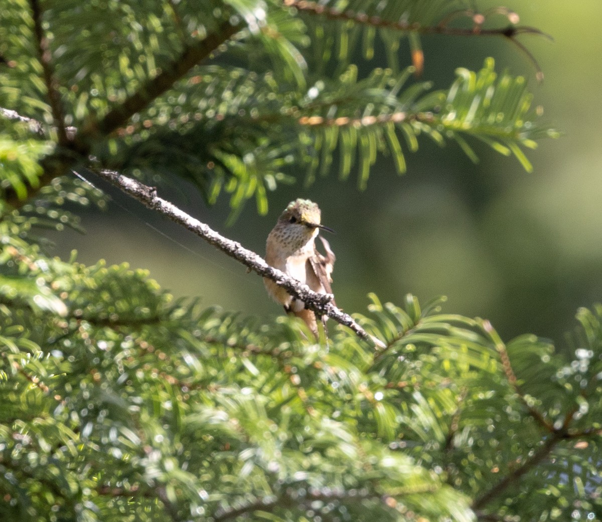 Calliope Hummingbird - ML620896986