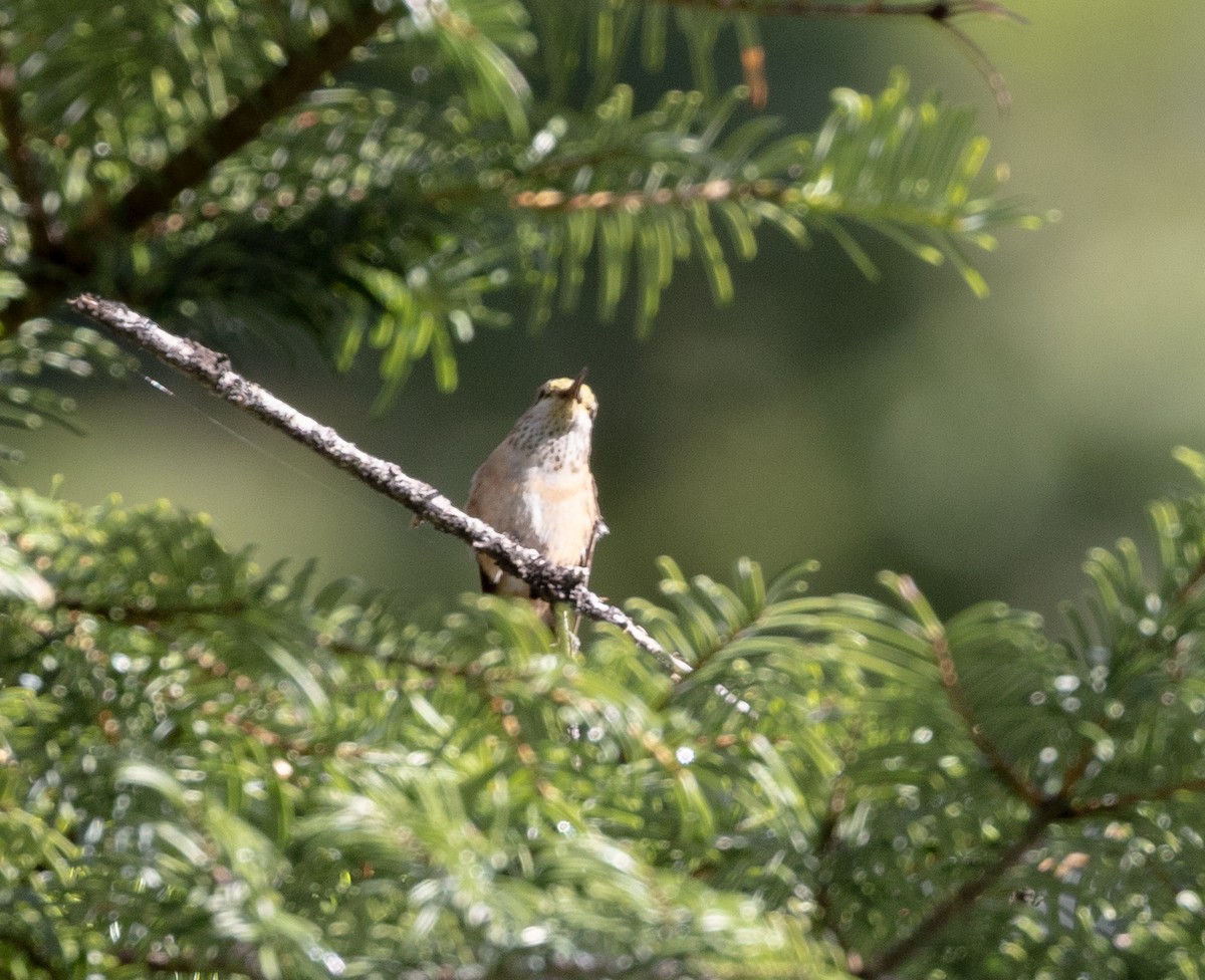 Calliope Hummingbird - Greg Harrington