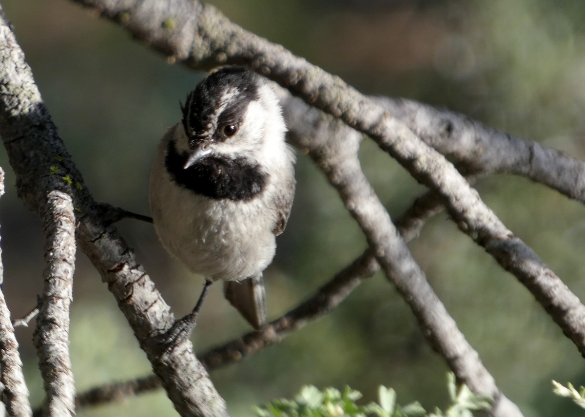 Mésange de Gambel - ML620896990