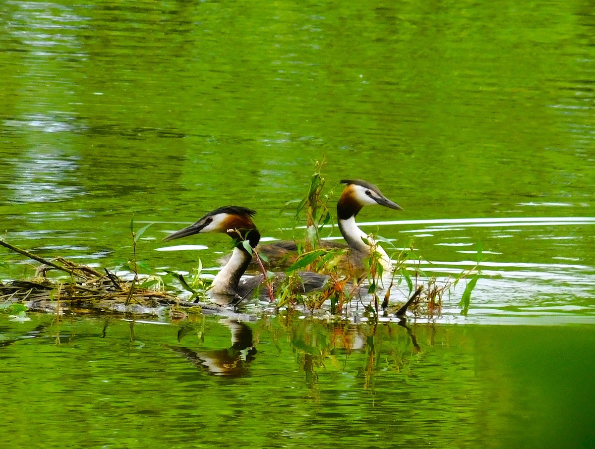 Great Crested Grebe - ML620896995