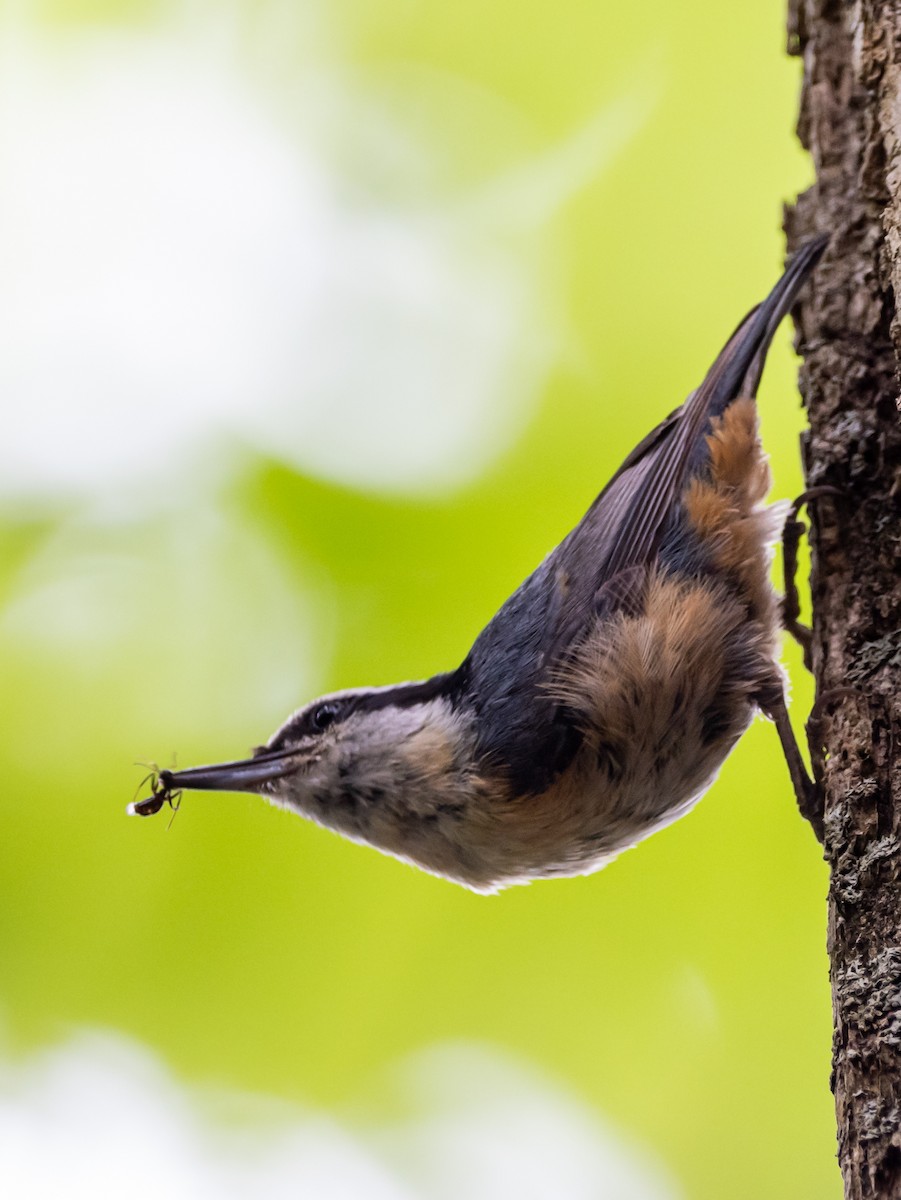 Red-breasted Nuthatch - ML620897000