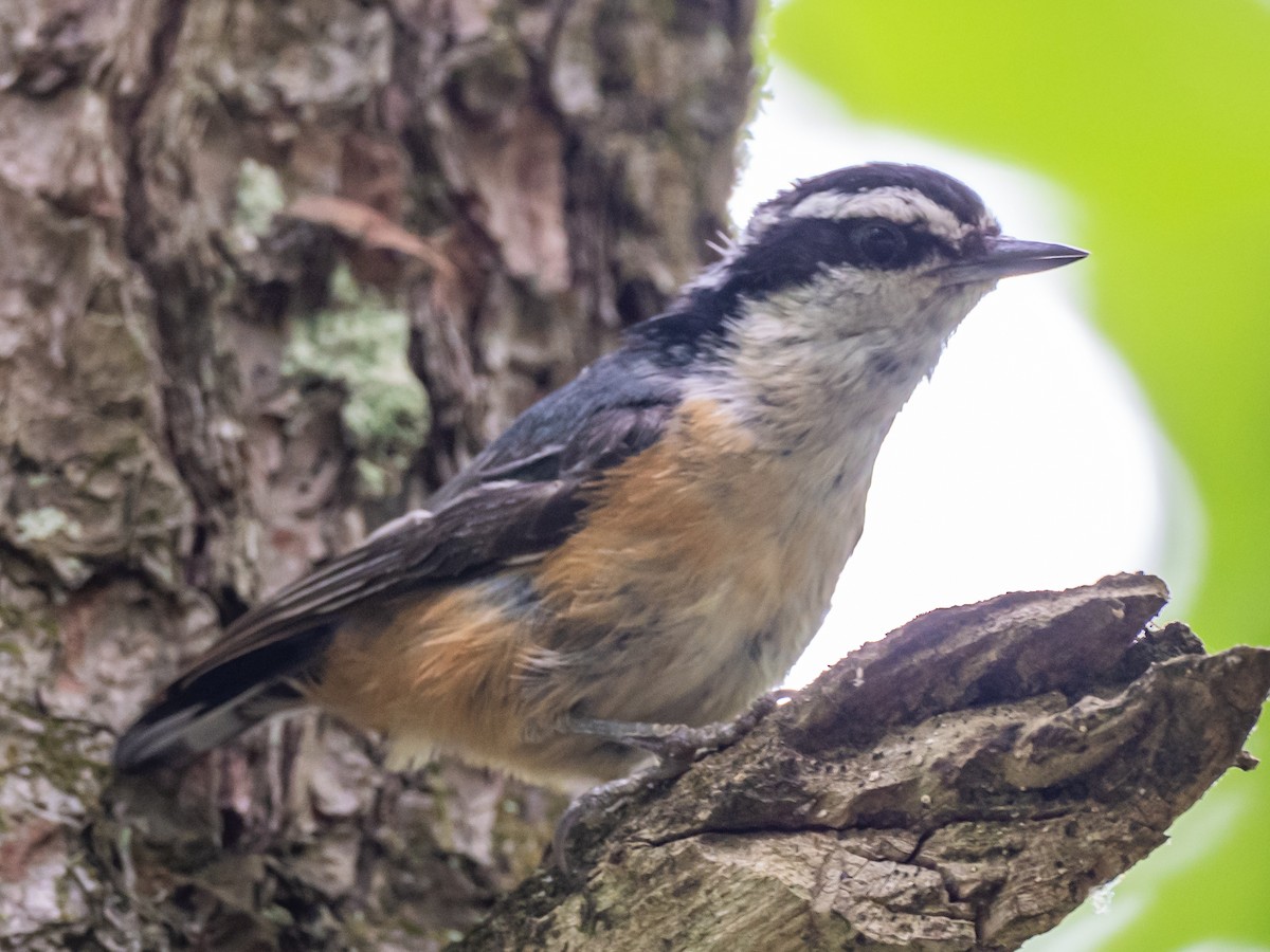 Red-breasted Nuthatch - ML620897001