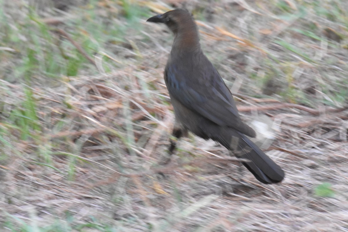 Great-tailed Grackle - ML620897009