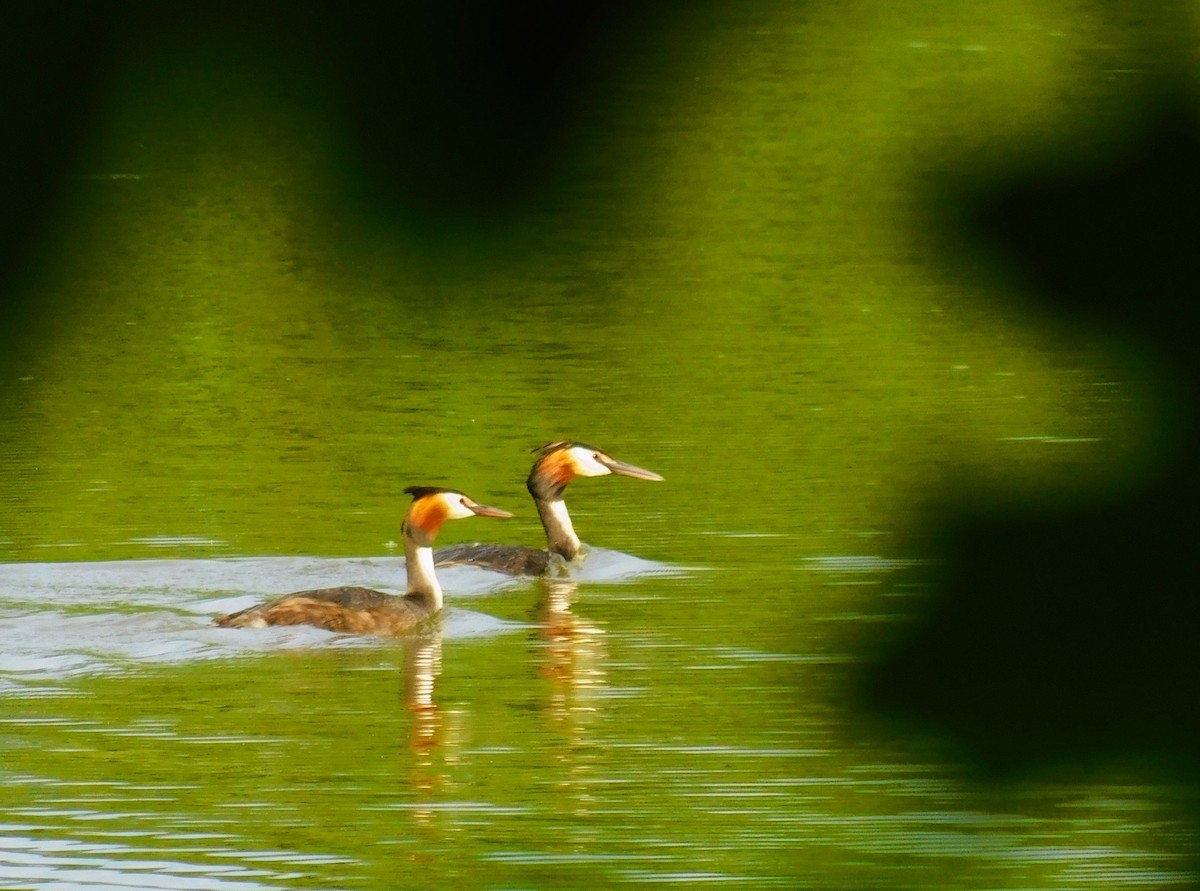 Отгот шунгуур - ML620897013