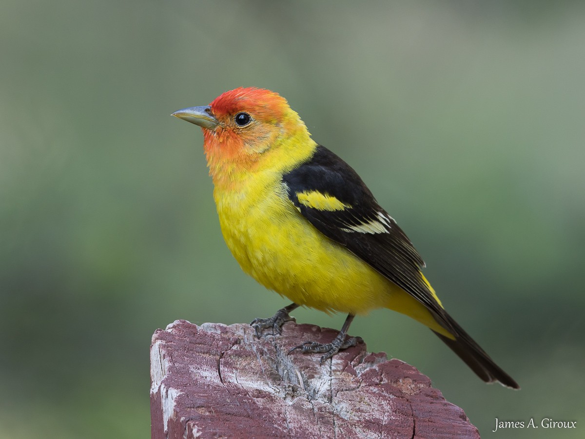 Western Tanager - ML620897017