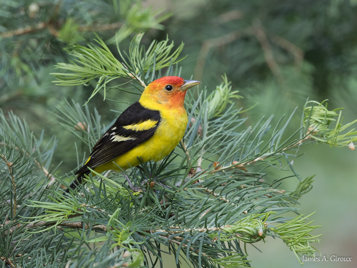 Western Tanager - ML620897018