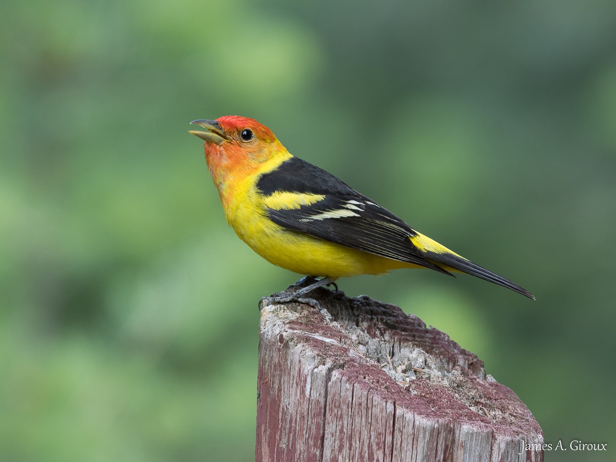 Western Tanager - James Giroux