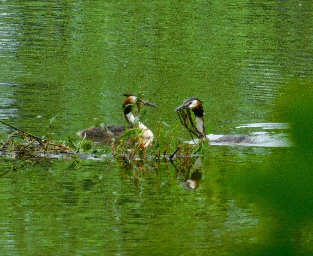 Murgil mottoduna - ML620897021