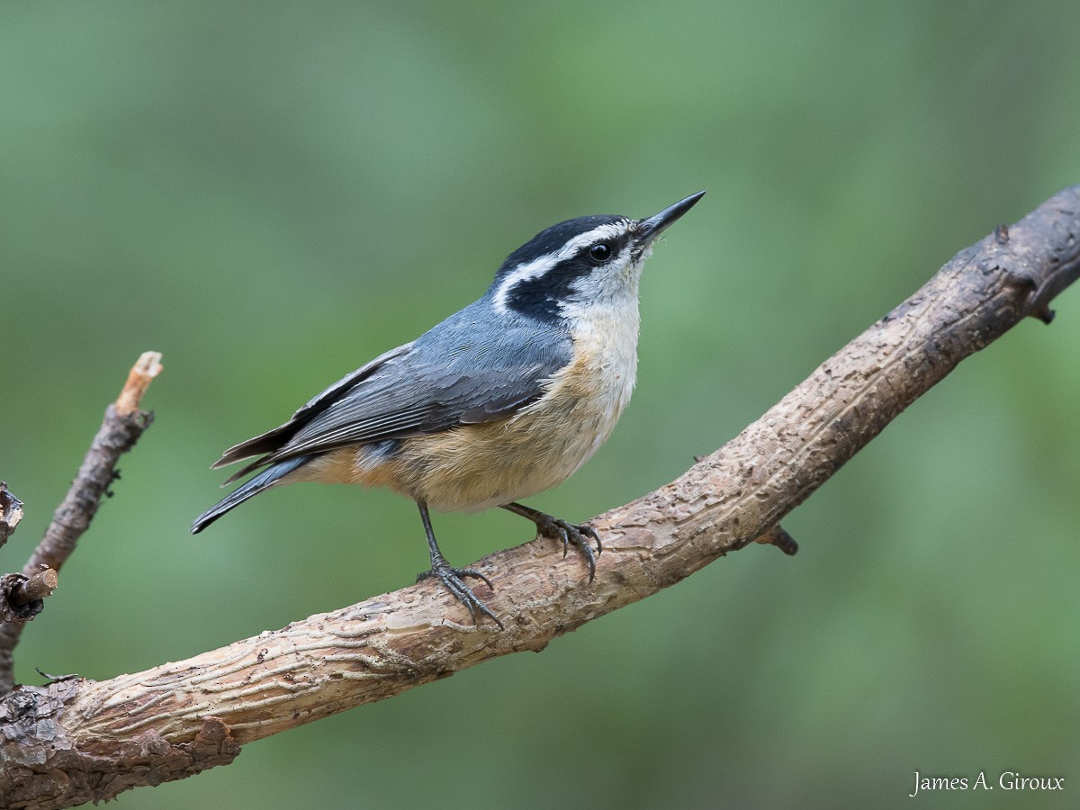 Red-breasted Nuthatch - ML620897027