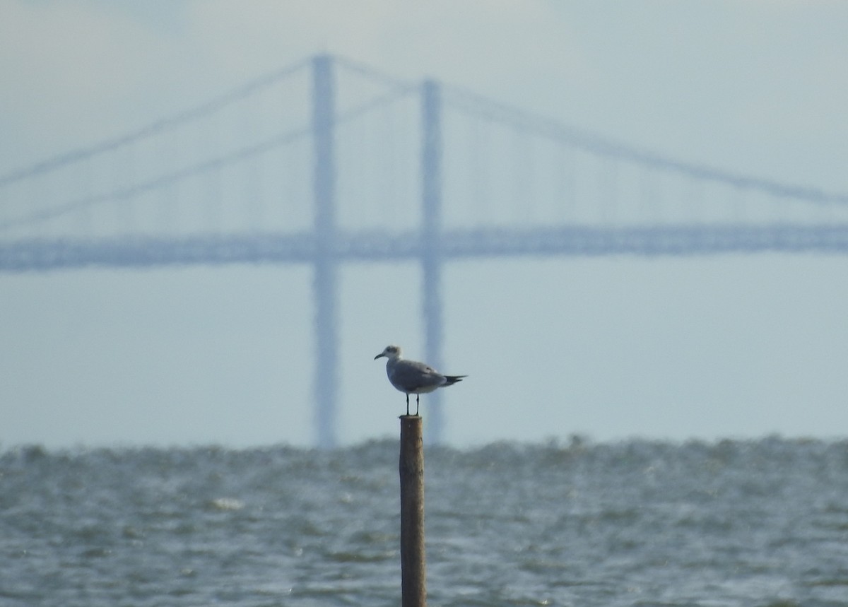 Laughing Gull - ML620897031