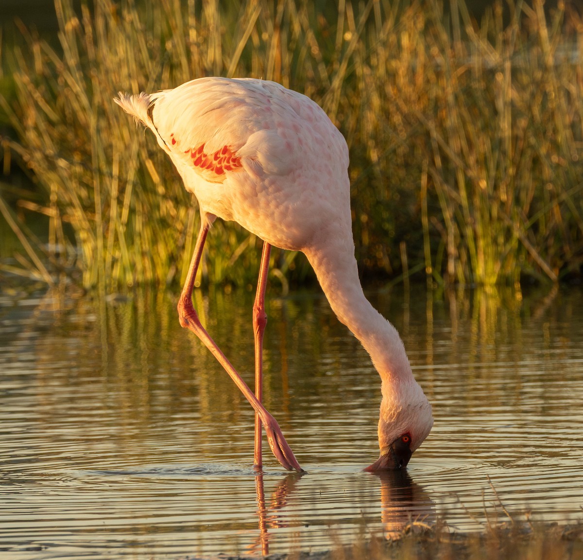 Lesser Flamingo - ML620897036