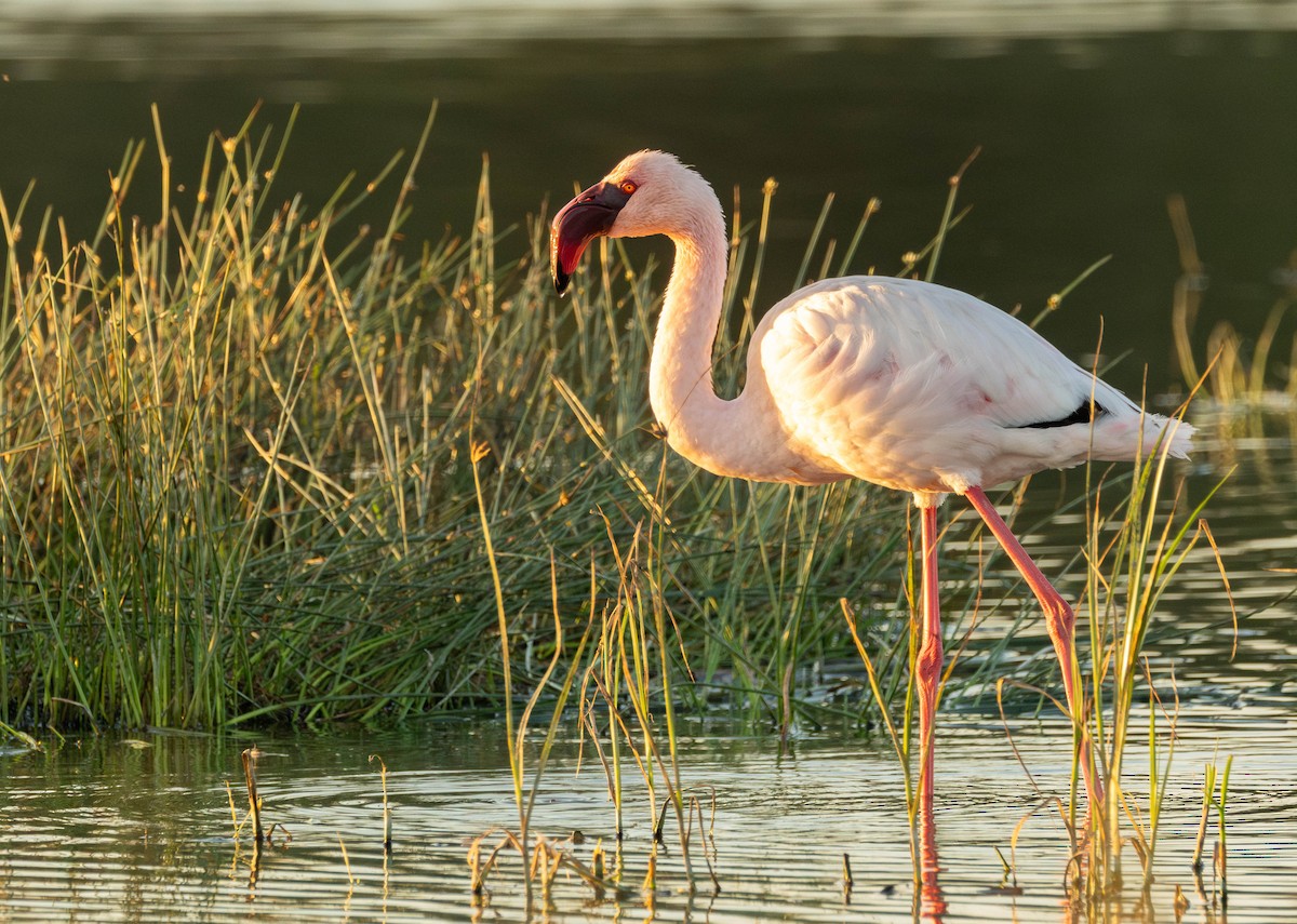 Lesser Flamingo - ML620897037