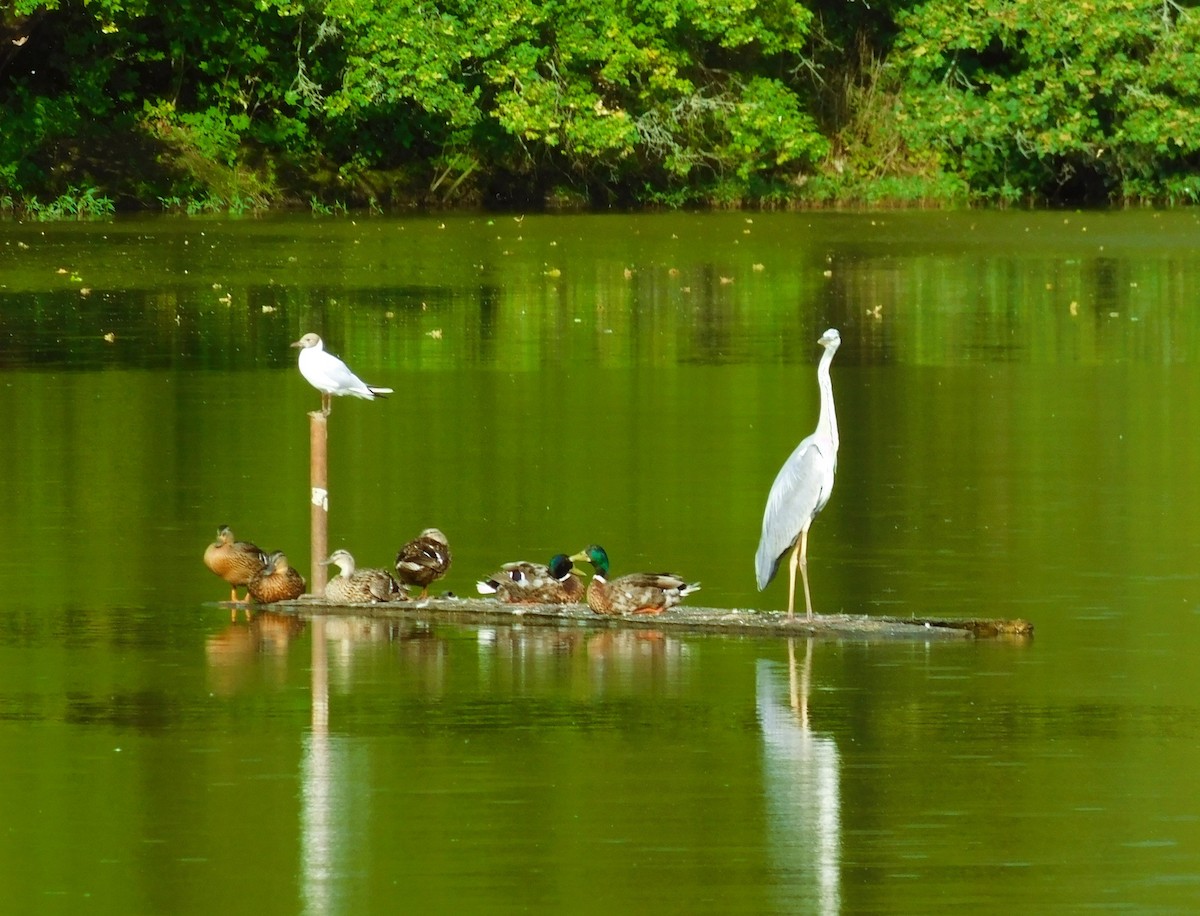 Gray Heron - ML620897048