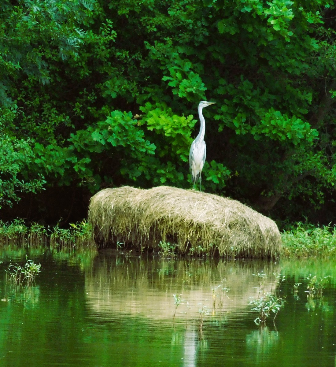 Хөх дэглий - ML620897050