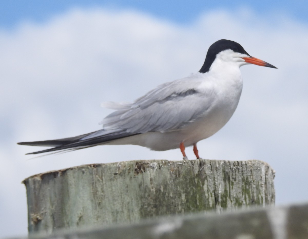 Forster's Tern - ML620897055