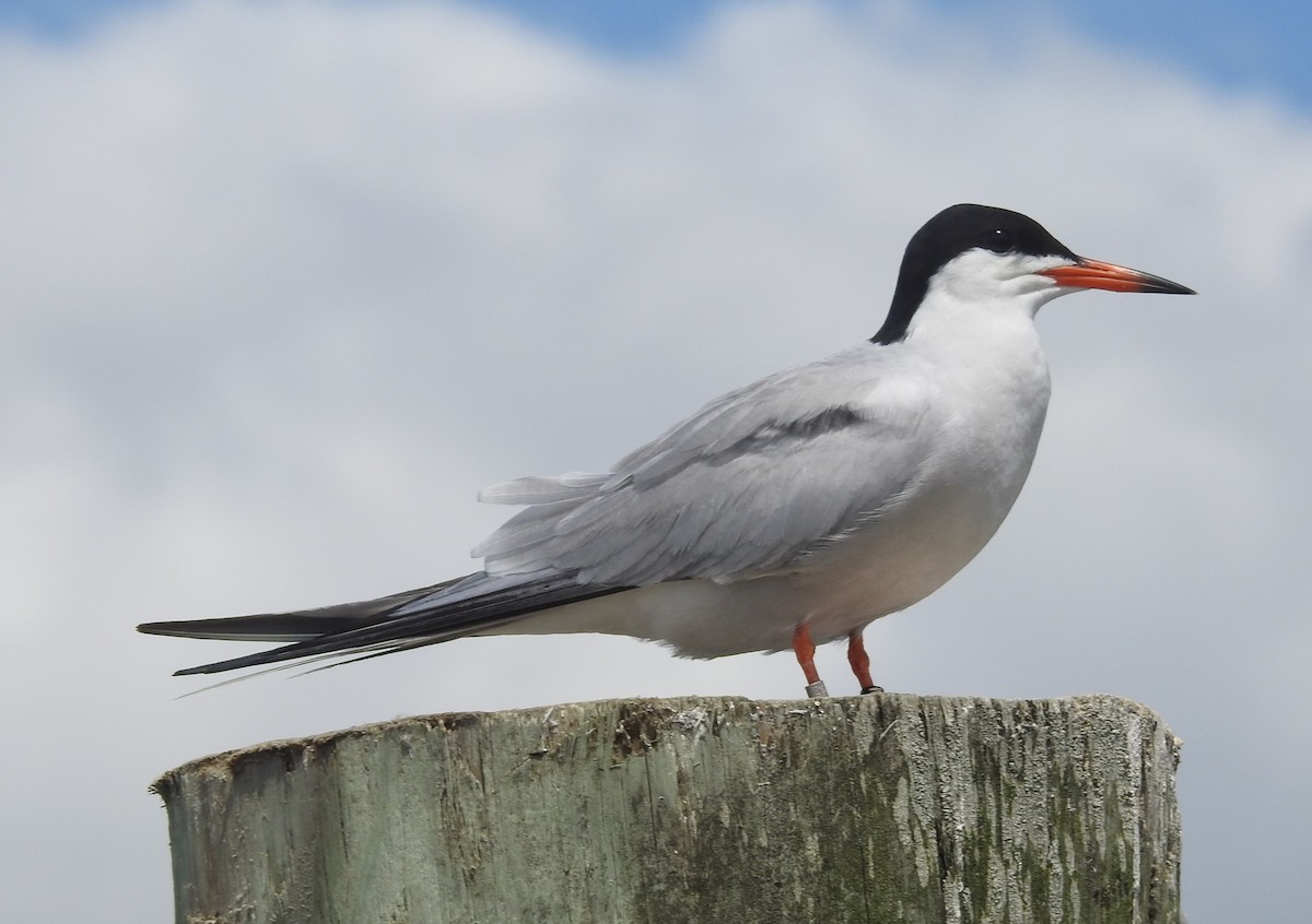 Forster's Tern - ML620897056