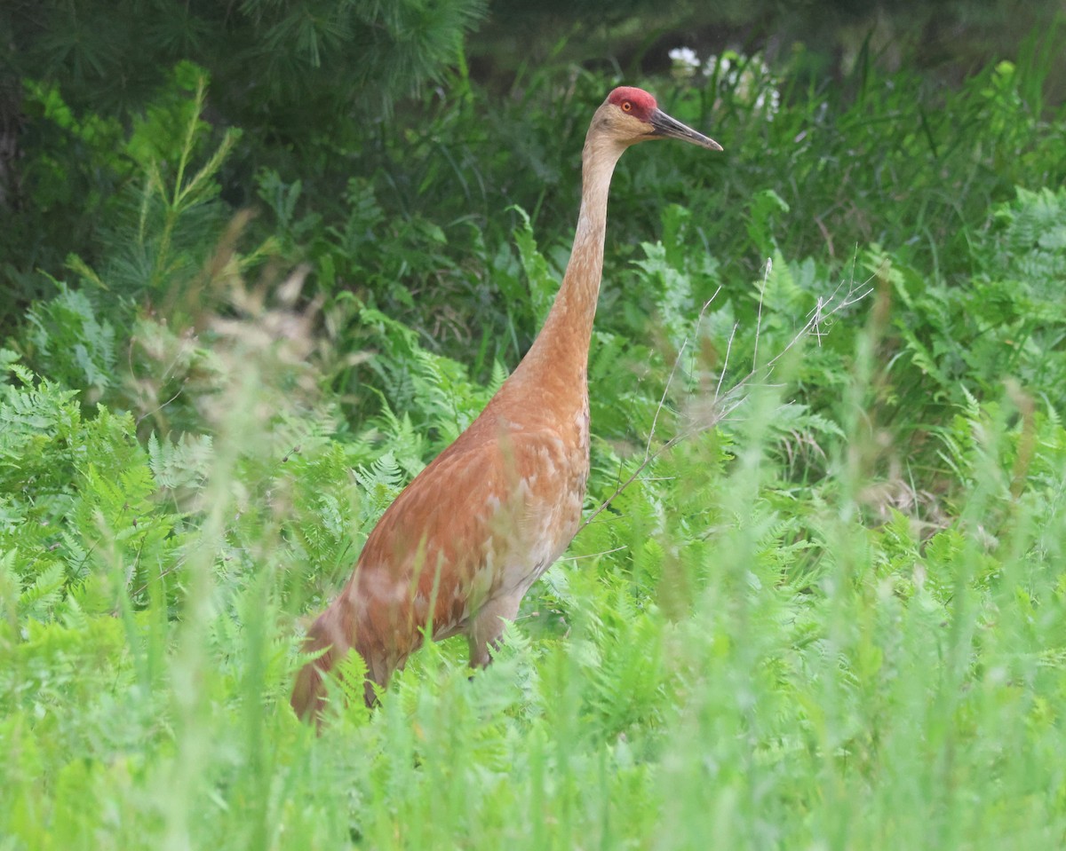 Sandhill Crane - ML620897060