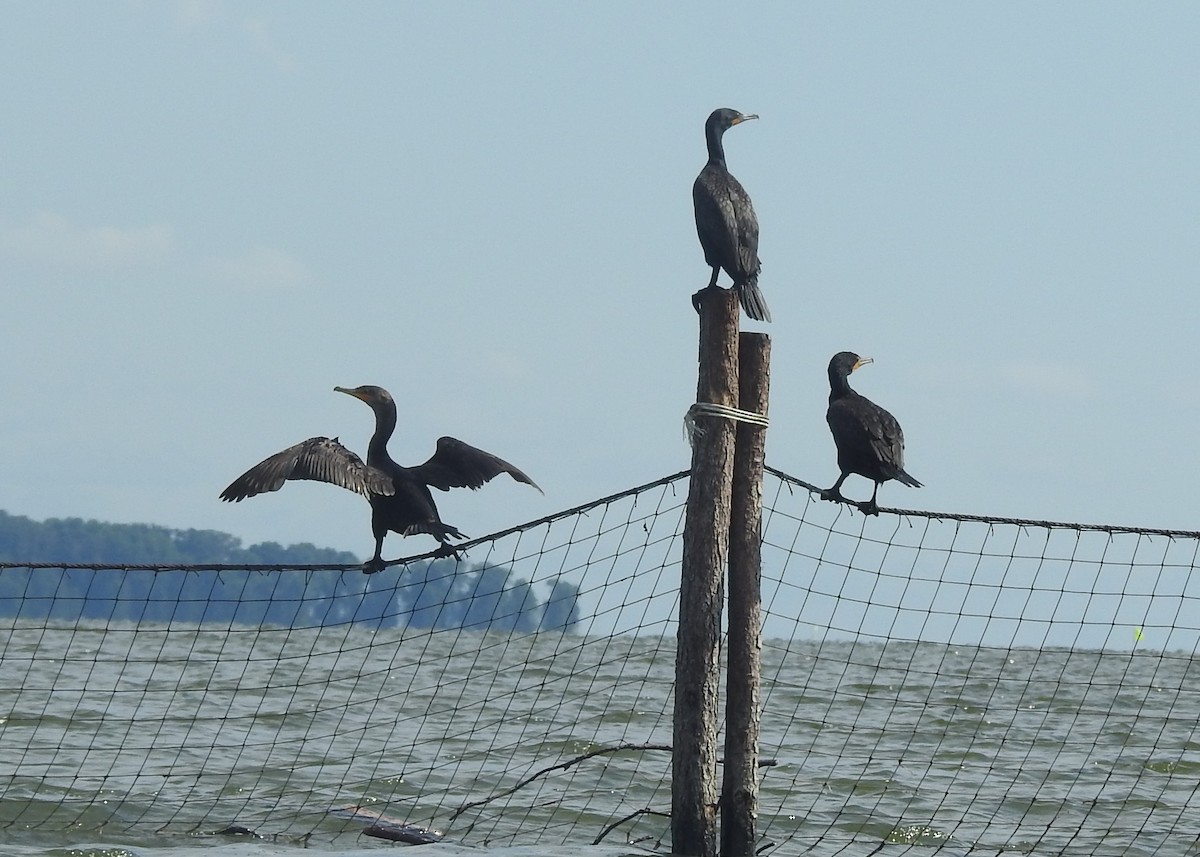 Cormoran à aigrettes - ML620897063