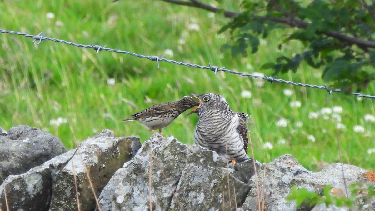 Common Cuckoo - ML620897068