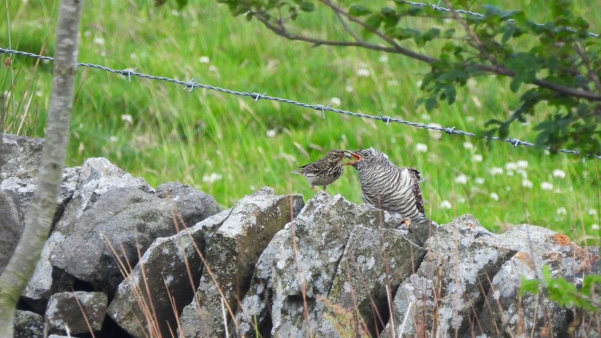 Common Cuckoo - ML620897070