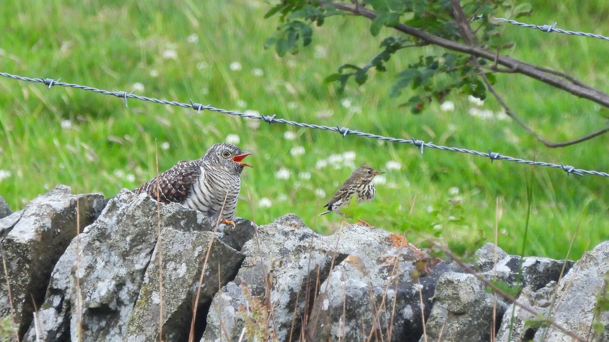 Common Cuckoo - ML620897071