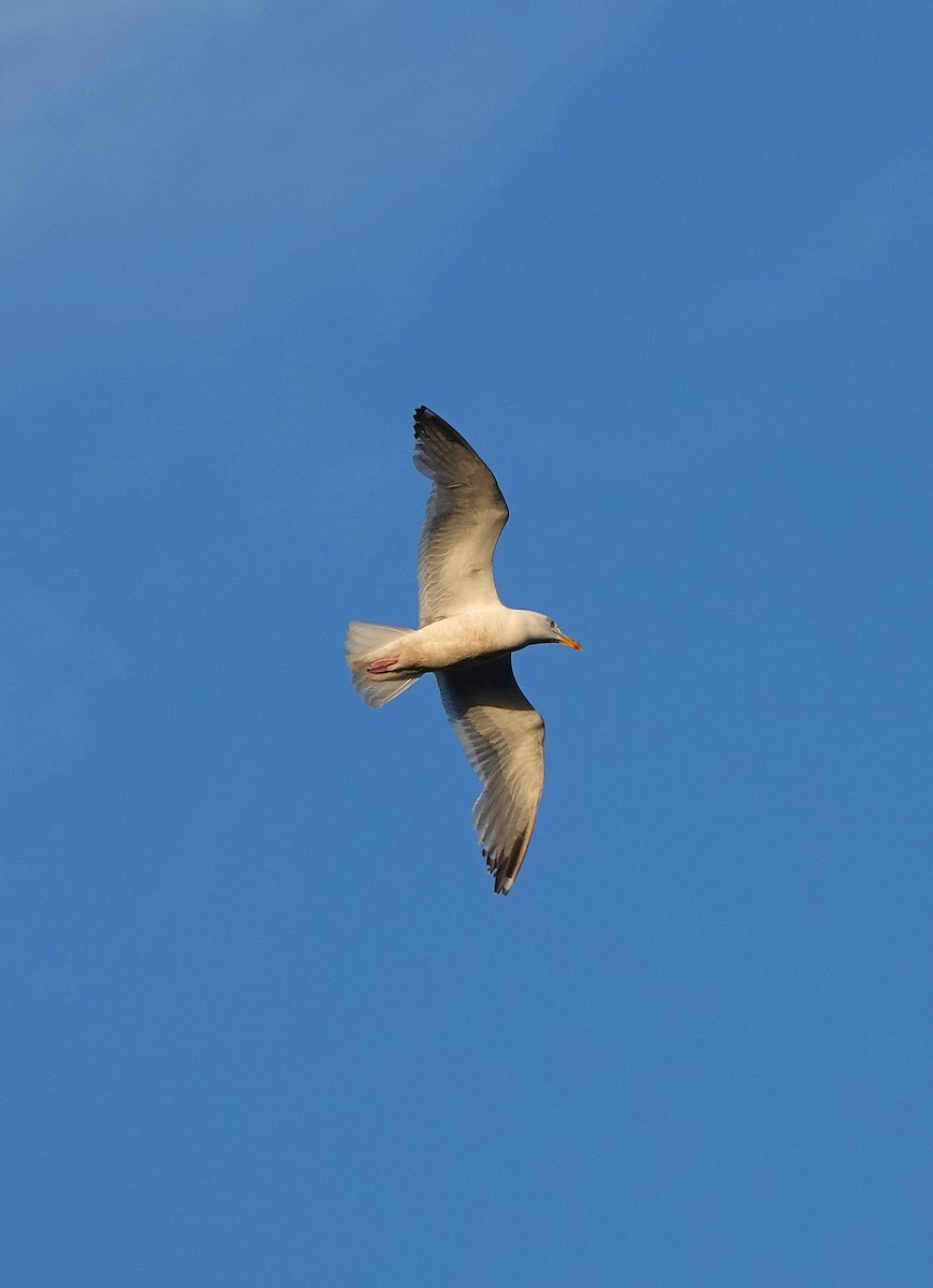 Herring Gull - ML620897079