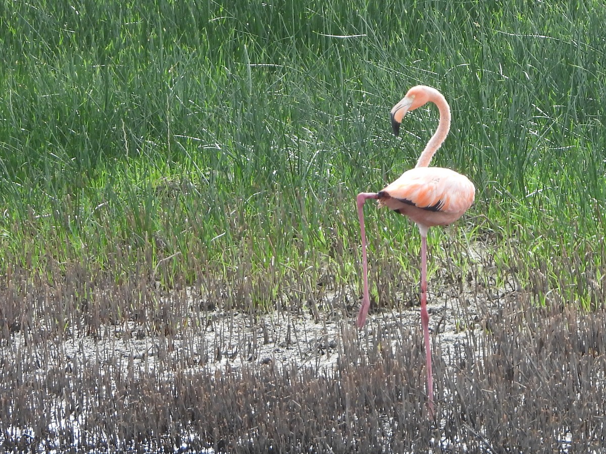 American Flamingo - ML620897081
