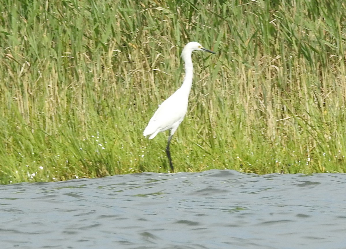 Snowy Egret - ML620897082