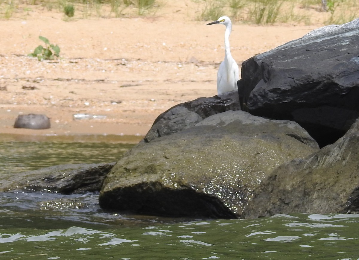 Snowy Egret - ML620897083