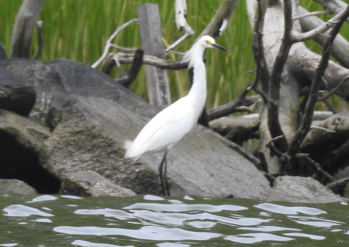 Snowy Egret - ML620897084