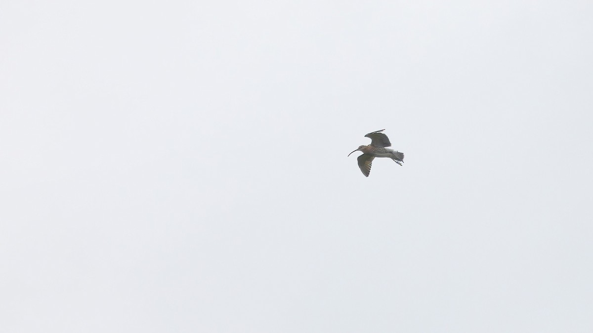 Eurasian Curlew - Andy  Woodward