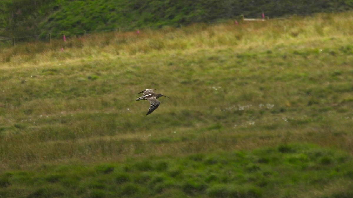 Eurasian Curlew - ML620897088