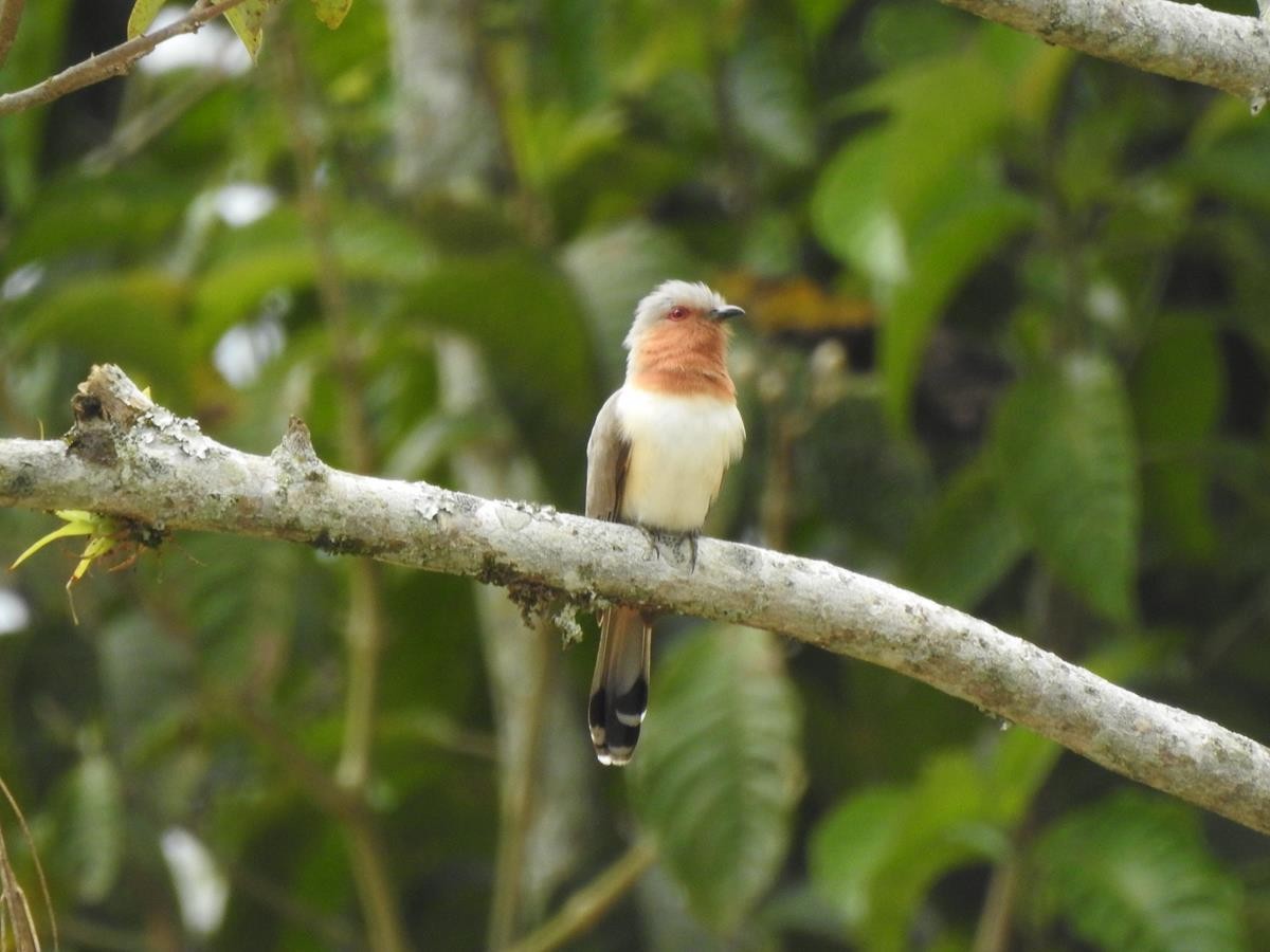 Dwarf Cuckoo - ML620897090